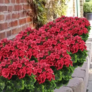 Bulk 16.5 inches Tall Geranium Bush Faux Flowers UV Resistant for Outdoors and Indoors Wholesale